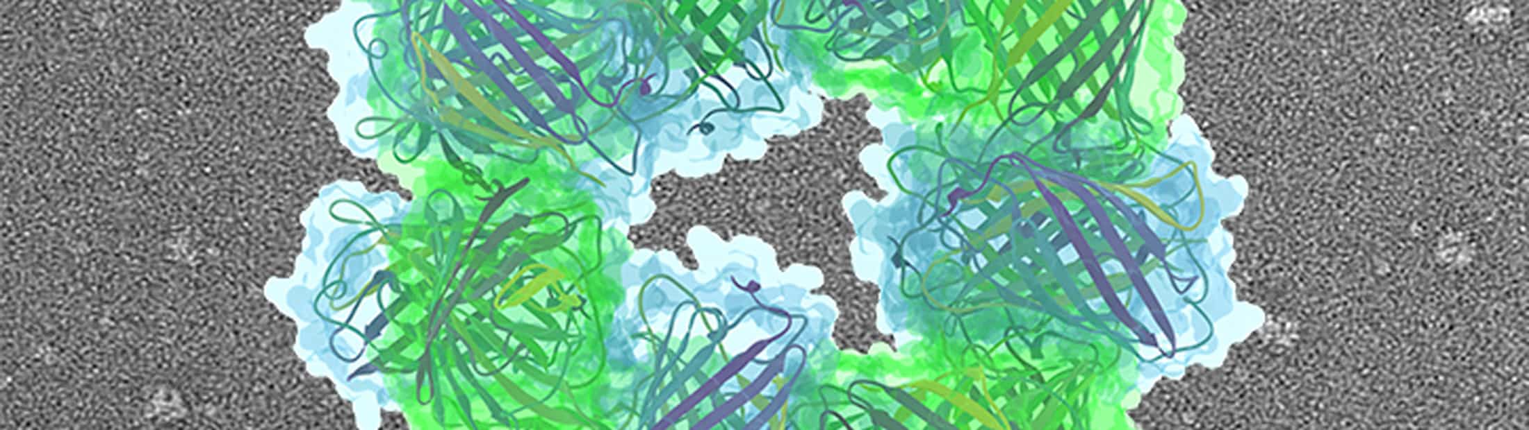 Model of protein made from ring of alternating blue and green subunits.