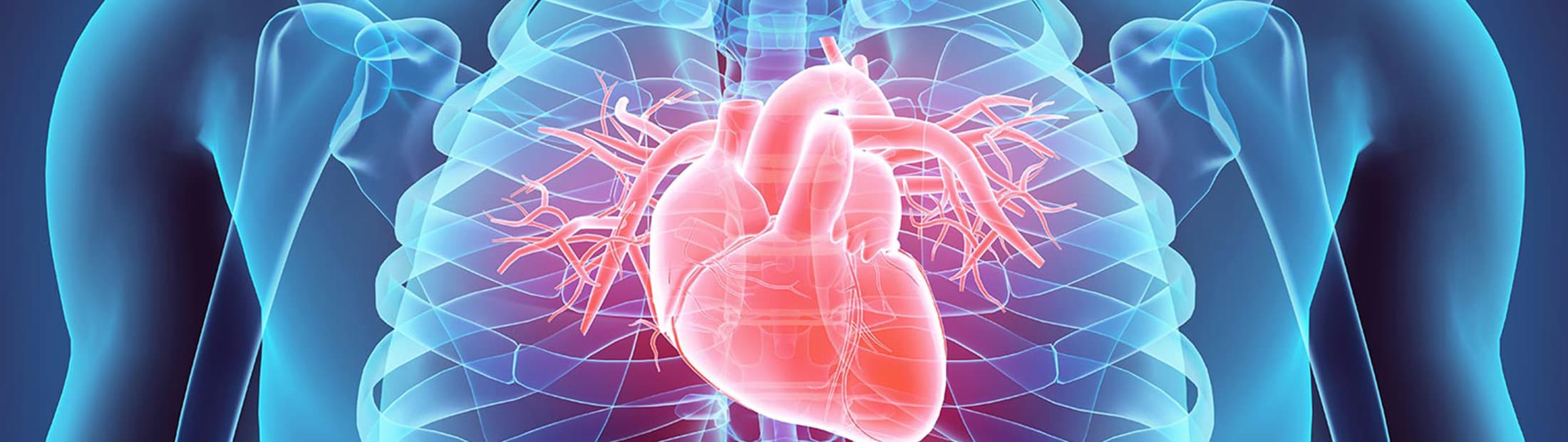 Simulated image of heart at center of chest cavity